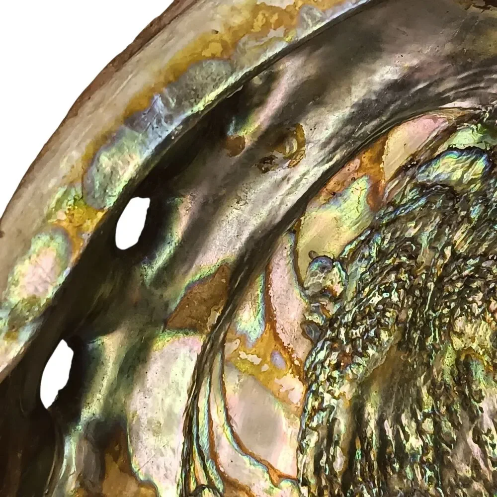 Vintage large abalone